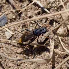 Ectinorhynchus sp. (genus) at Uriarra Recreation Reserve - 17 Nov 2023