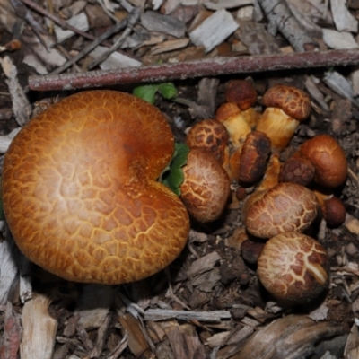 Unidentified Cap on a stem; gills below cap [mushrooms or mushroom-like] at Sth Tablelands Ecosystem Park - 15 Jun 2024 by TimL
