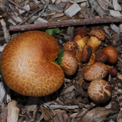 Gymnopilus junonius (Spectacular Rustgill) at Sth Tablelands Ecosystem Park - 15 Jun 2024 by TimL