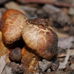 Gymnopilus junonius at Sth Tablelands Ecosystem Park - 15 Jun 2024 02:39 PM