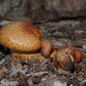 Gymnopilus junonius at Sth Tablelands Ecosystem Park - 15 Jun 2024 02:39 PM