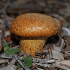 Gymnopilus junonius at Sth Tablelands Ecosystem Park - 15 Jun 2024 02:39 PM