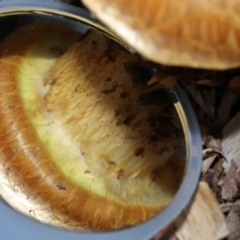 Gymnopilus junonius at Sth Tablelands Ecosystem Park - 15 Jun 2024