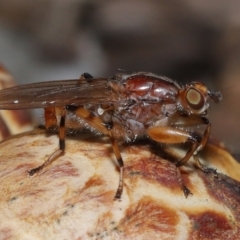 Tapeigaster annulipes (heteromyzid fly) at Yarralumla, ACT - 15 Jun 2024 by TimL