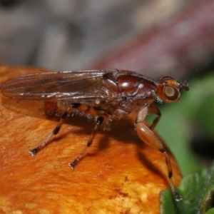 Tapeigaster annulipes at Sth Tablelands Ecosystem Park - 15 Jun 2024