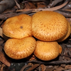 Gymnopilus junonius (Spectacular Rustgill) at Yarralumla, ACT - 15 Jun 2024 by TimL