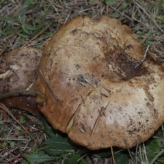 Unidentified Cap on a stem; pores below cap [boletes & stemmed polypores] at Yarralumla, ACT - 15 Jun 2024 by TimL