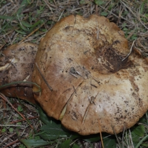 Bolete sp. at National Arboretum Forests - 15 Jun 2024