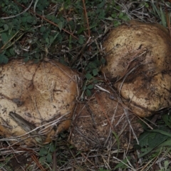 Bolete sp. at National Arboretum Forests - 15 Jun 2024 01:28 PM