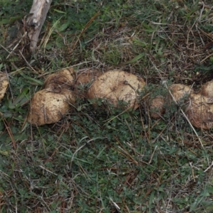 Bolete sp. at National Arboretum Forests - 15 Jun 2024