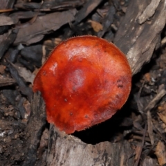 Leratiomyces ceres (Red Woodchip Fungus) at Sth Tablelands Ecosystem Park - 15 Jun 2024 by TimL
