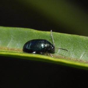 Arsipoda chrysis at Sth Tablelands Ecosystem Park - 15 Jun 2024