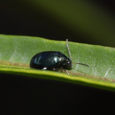Arsipoda chrysis (Flea beetle) at Sth Tablelands Ecosystem Park - 15 Jun 2024 by TimL