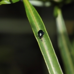 Arsipoda chrysis at Sth Tablelands Ecosystem Park - 15 Jun 2024