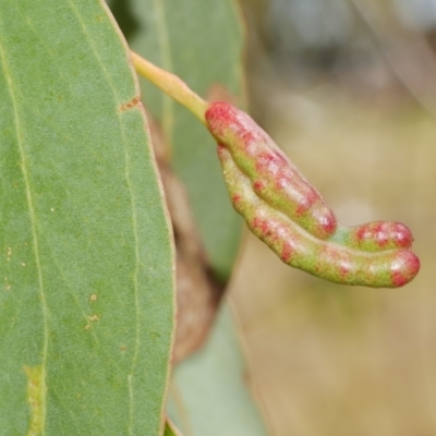 Eucalyptus insect gall at WendyM's farm at Freshwater Ck. - 10 Feb 2023 by WendyEM