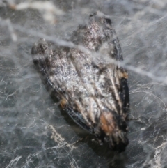 Stericta carbonalis (Charcoal Pyralid) at Freshwater Creek, VIC - 9 Feb 2023 by WendyEM