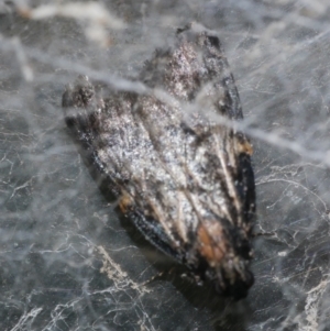 Stericta carbonalis at WendyM's farm at Freshwater Ck. - 10 Feb 2023