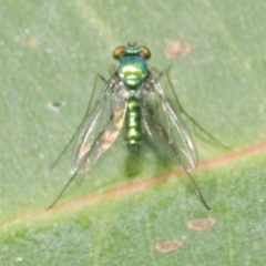 Unidentified Long-legged Fly (Dolichopodidae) at Freshwater Creek, VIC - 10 Feb 2023 by WendyEM