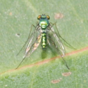 Dolichopodidae (family) at WendyM's farm at Freshwater Ck. - 10 Feb 2023