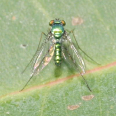 Dolichopodidae (family) (Unidentified Long-legged fly) at WendyM's farm at Freshwater Ck. - 10 Feb 2023 by WendyEM