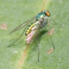 Dolichopodidae (family) at WendyM's farm at Freshwater Ck. - 10 Feb 2023 12:53 PM