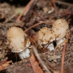Unidentified Cap on a stem; gills below cap [mushrooms or mushroom-like] at Freshwater Creek, VIC - 10 Feb 2023 by WendyEM