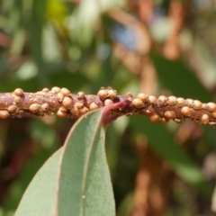 Eriococcus coriaceus (Gumtree Scale) at WendyM's farm at Freshwater Ck. - 10 Feb 2023 by WendyEM