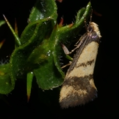 Olbonoma triptycha (Chezela Group) at Freshwater Creek, VIC - 2 Feb 2023 by WendyEM