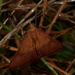 Endotricha pyrosalis (A Pyralid moth (Endotrichinae) at WendyM's farm at Freshwater Ck. - 2 Feb 2023 by WendyEM