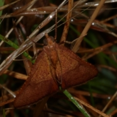 Endotricha pyrosalis (A Pyralid moth) at Freshwater Creek, VIC - 2 Feb 2023 by WendyEM