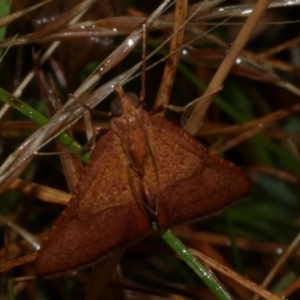 Endotricha pyrosalis at WendyM's farm at Freshwater Ck. - 2 Feb 2023 06:19 PM