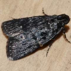 Stericta carbonalis (Charcoal Pyralid) at Freshwater Creek, VIC - 5 Feb 2023 by WendyEM