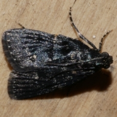 Stericta carbonalis at WendyM's farm at Freshwater Ck. - 5 Feb 2023 07:39 PM