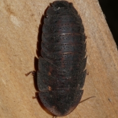 Laxta granicollis at Freshwater Creek, VIC - 5 Feb 2023 by WendyEM