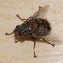 Rutiliini (tribe) (A bristle fly) at WendyM's farm at Freshwater Ck. - 5 Feb 2023 by WendyEM