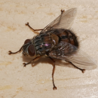 Tachinidae (family) at Freshwater Creek, VIC - 5 Feb 2023 by WendyEM