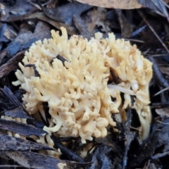 Ramaria sp. (A Coral fungus) at Governers Hill Recreation Reserve - 15 Jun 2024 by trevorpreston