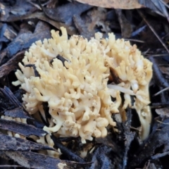 Ramaria sp. (genus) (A Coral fungus) at Governers Hill Recreation Reserve - 16 Jun 2024 by trevorpreston