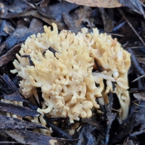 Ramaria sp. at Mount Gray Recreation Reserve, Goulburn - 16 Jun 2024