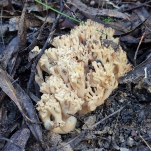 Ramaria sp. at Mount Gray Recreation Reserve, Goulburn - 16 Jun 2024