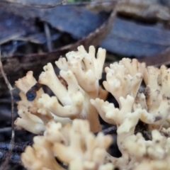 Ramaria sp. at Mount Gray Recreation Reserve, Goulburn - 16 Jun 2024