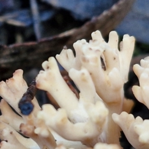 Ramaria sp. at Mount Gray Recreation Reserve, Goulburn - 16 Jun 2024