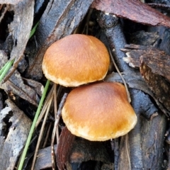 Unidentified Cap on a stem; gills below cap [mushrooms or mushroom-like] at Goulburn, NSW - 15 Jun 2024 by trevorpreston