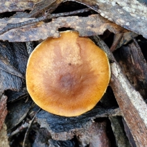 zz agaric (stem; gills not white/cream) at Mount Gray Recreation Reserve, Goulburn - 16 Jun 2024 09:09 AM