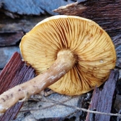 zz agaric (stem; gills not white/cream) at Mount Gray Recreation Reserve, Goulburn - 16 Jun 2024