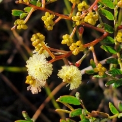 Acacia terminalis (Sunshine Wattle) at Goulburn Mulwaree Council - 16 Jun 2024 by trevorpreston