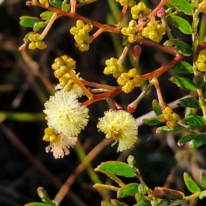 Acacia terminalis at Mount Gray Recreation Reserve, Goulburn - 16 Jun 2024