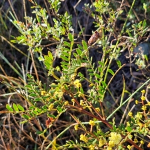 Acacia terminalis at Mount Gray Recreation Reserve, Goulburn - 16 Jun 2024