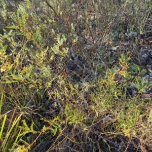 Acacia terminalis at Mount Gray Recreation Reserve, Goulburn - 16 Jun 2024