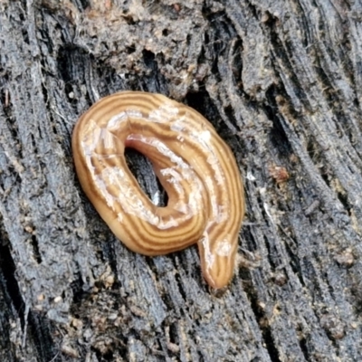 Fletchamia quinquelineata (Five-striped flatworm) at Goulburn, NSW - 15 Jun 2024 by trevorpreston